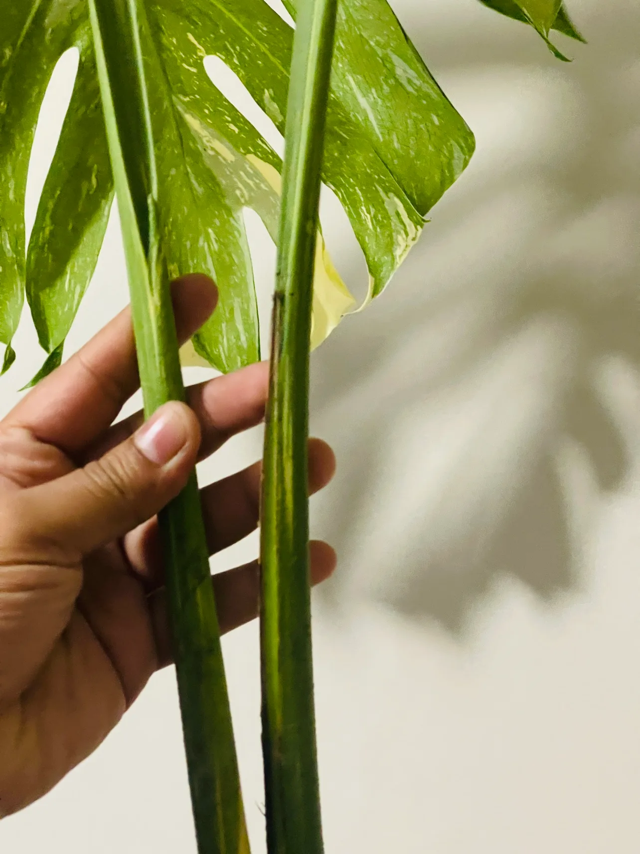 Monstera Thai Top Cutting image indicator(2)