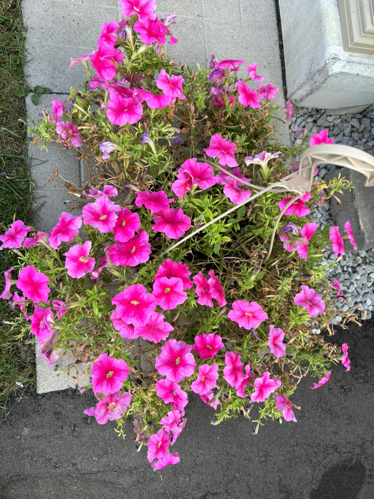 #freecycle Hanging Pink Flower Basket image indicator(2)