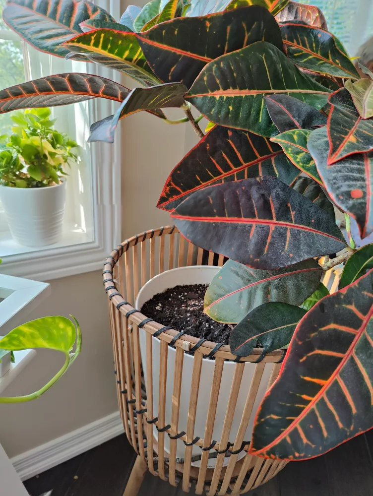 Croton Plant image indicator(2)