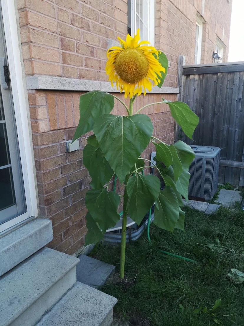 Sunflower Plants thumbnail