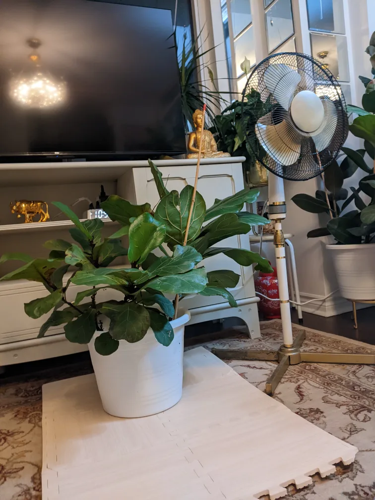 real Fiddle Leaf Fig Plant image indicator(2)