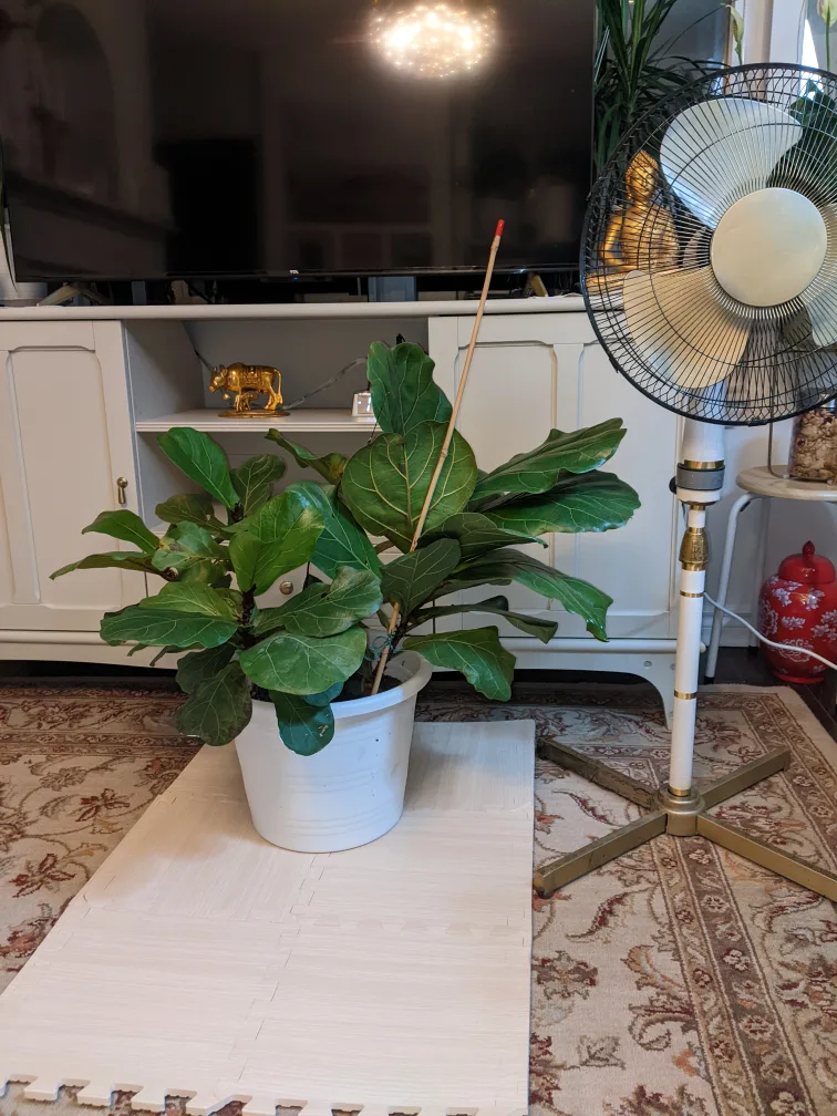 real Fiddle Leaf Fig Plant image indicator(5)