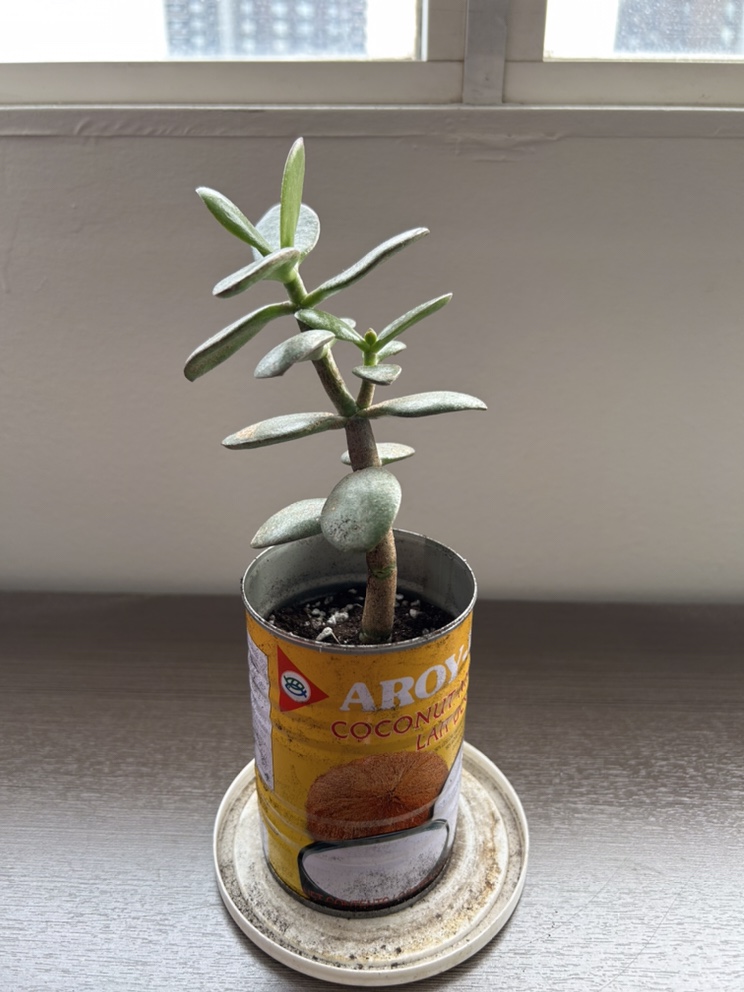 Jade Plant + FREE Succulent! - photo 4