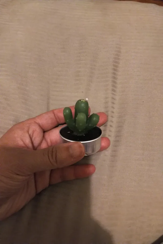 new succulent shaped tea light #freecycle thumbnail
