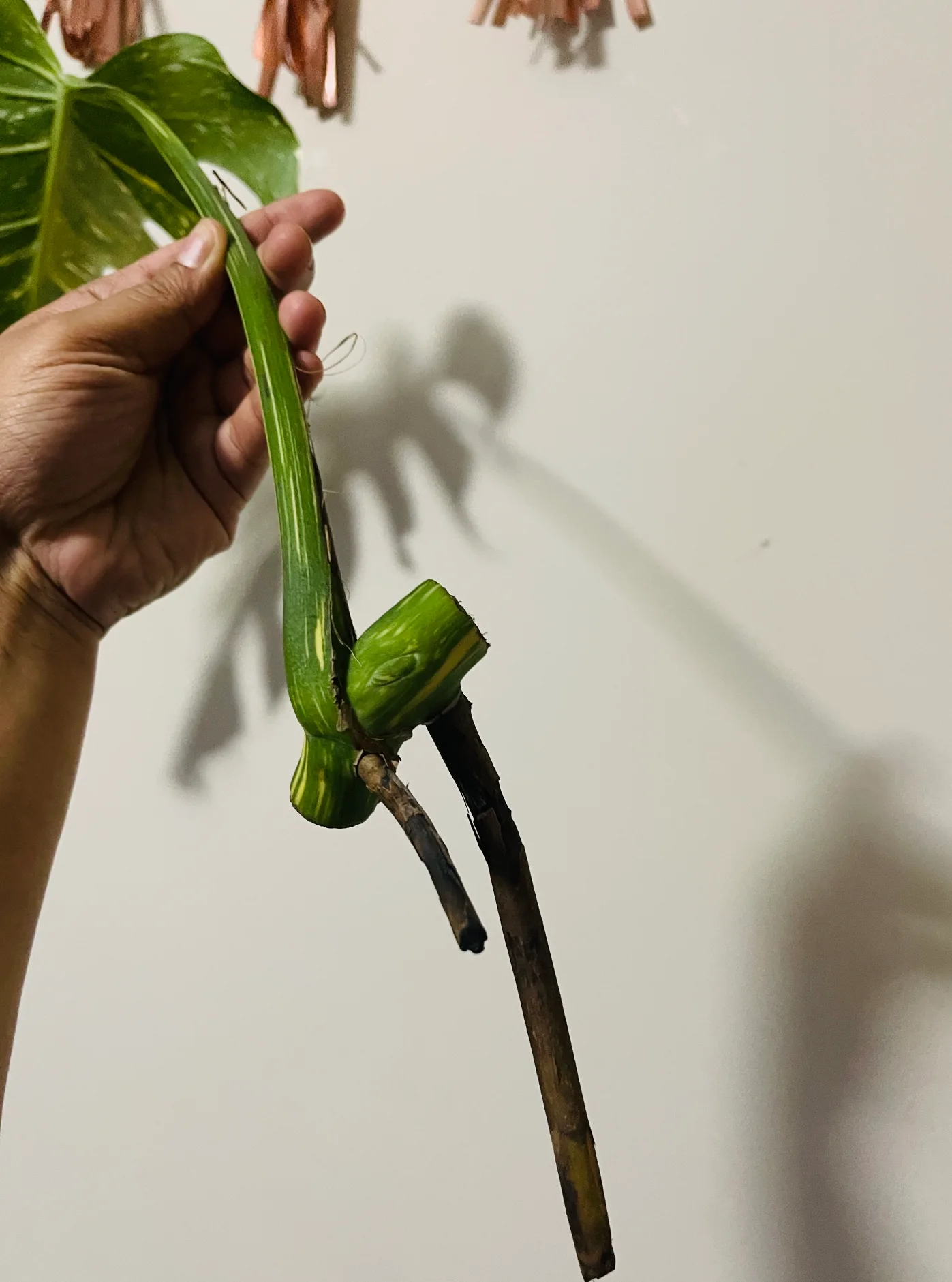 Monstera Thai Cutting image indicator(2)