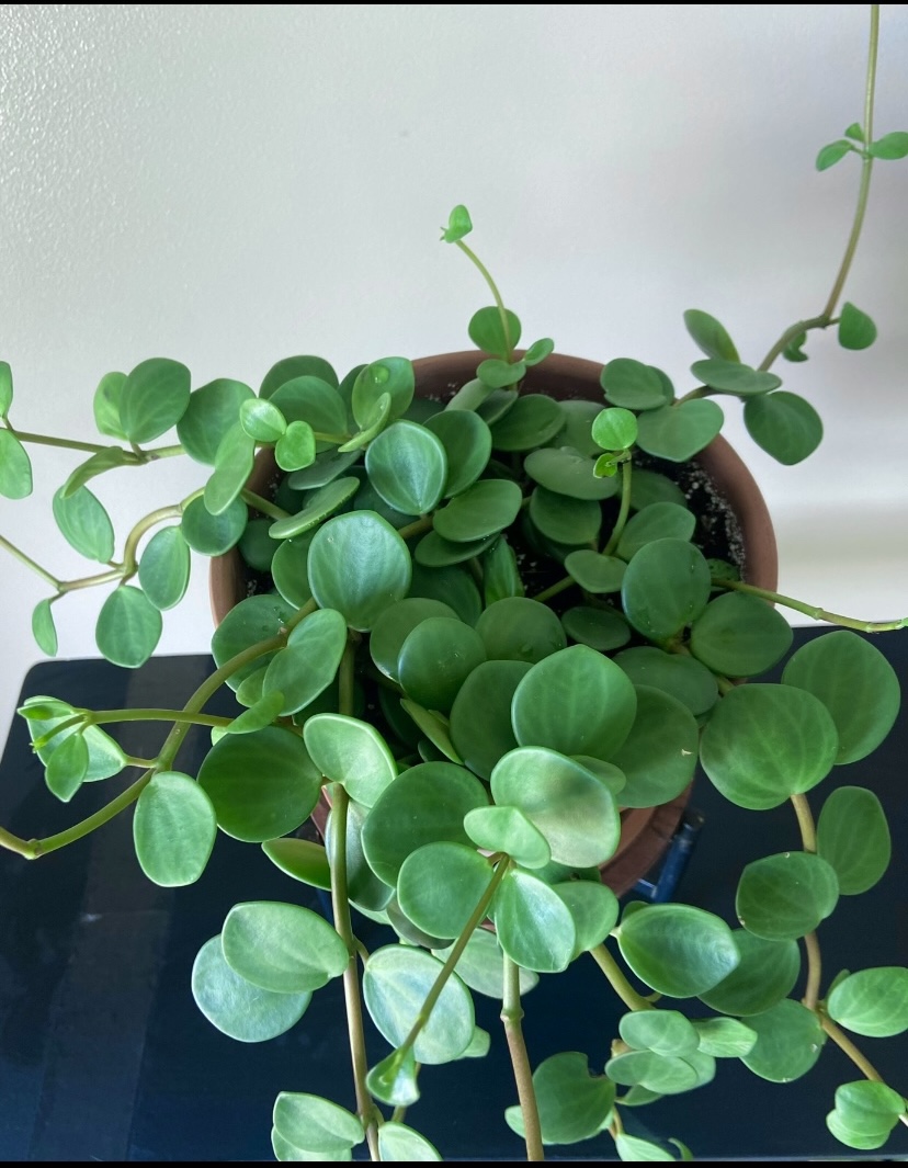 Peperomia Hope - photo 2