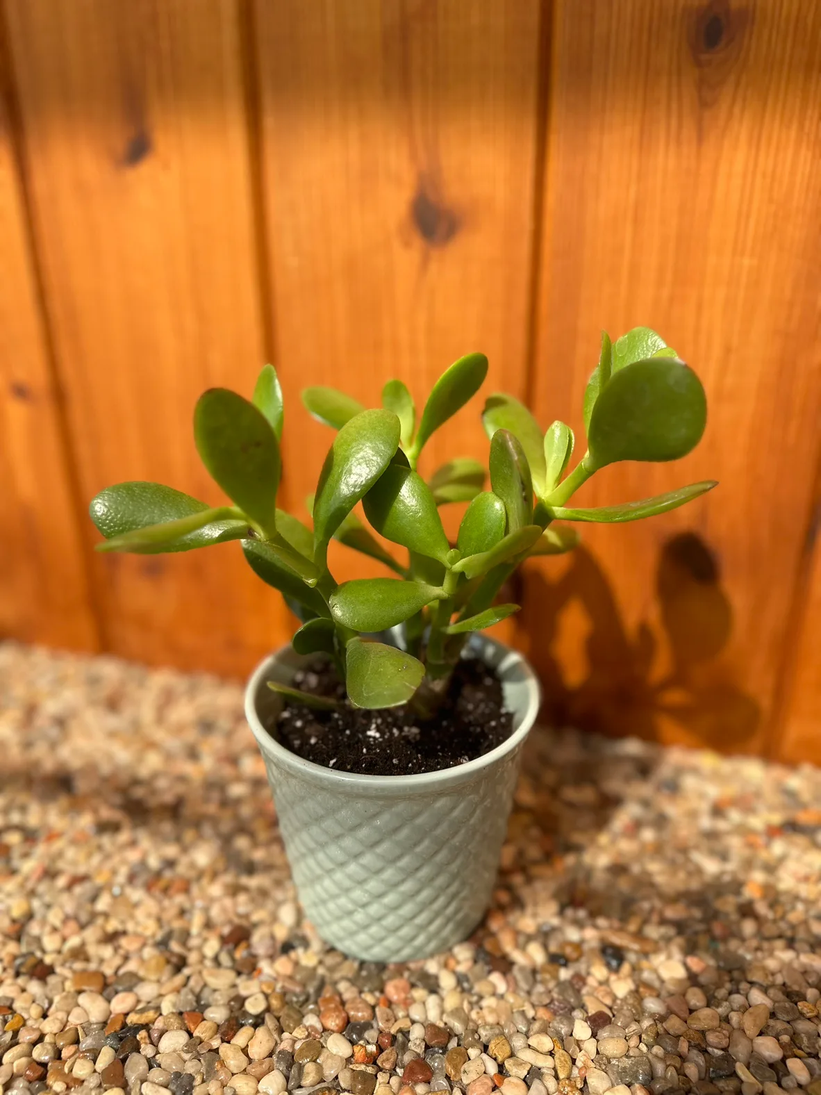 Jade plant