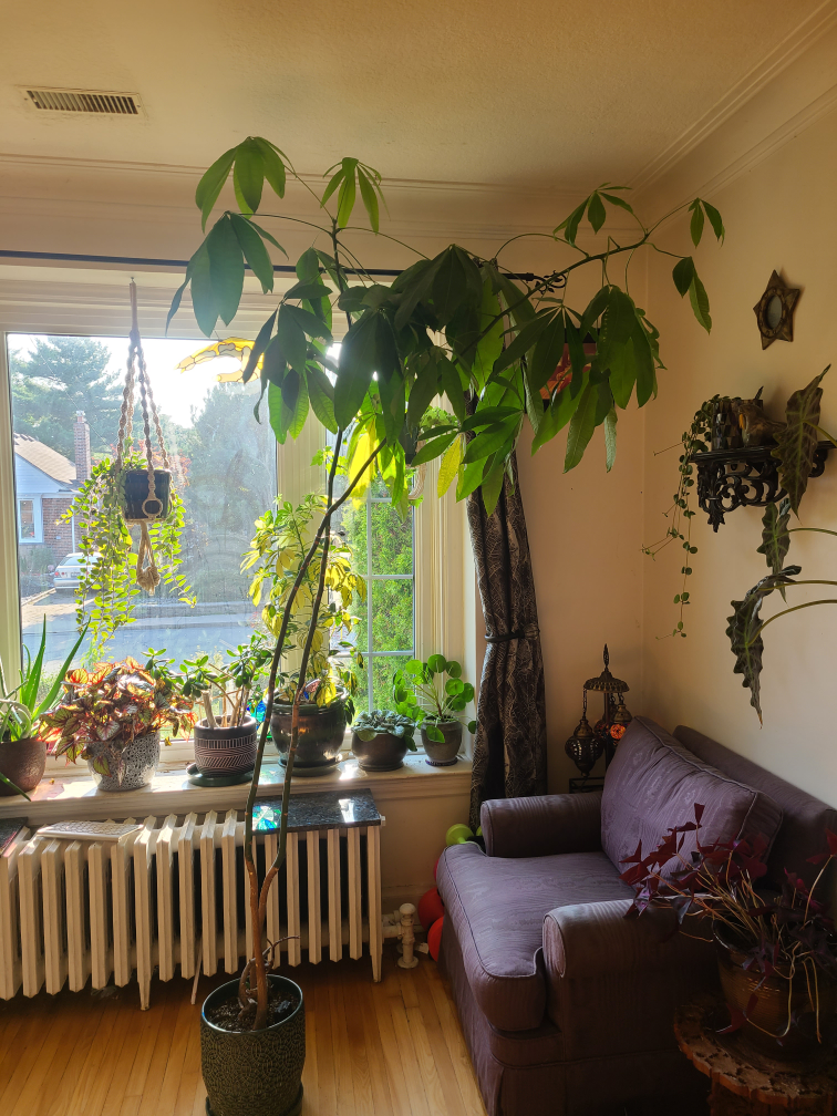 Money Tree