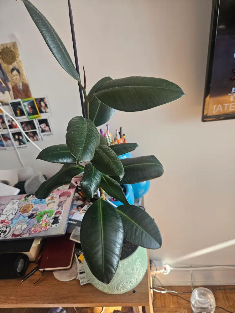 3 Rubber Tree Plants thumbnail