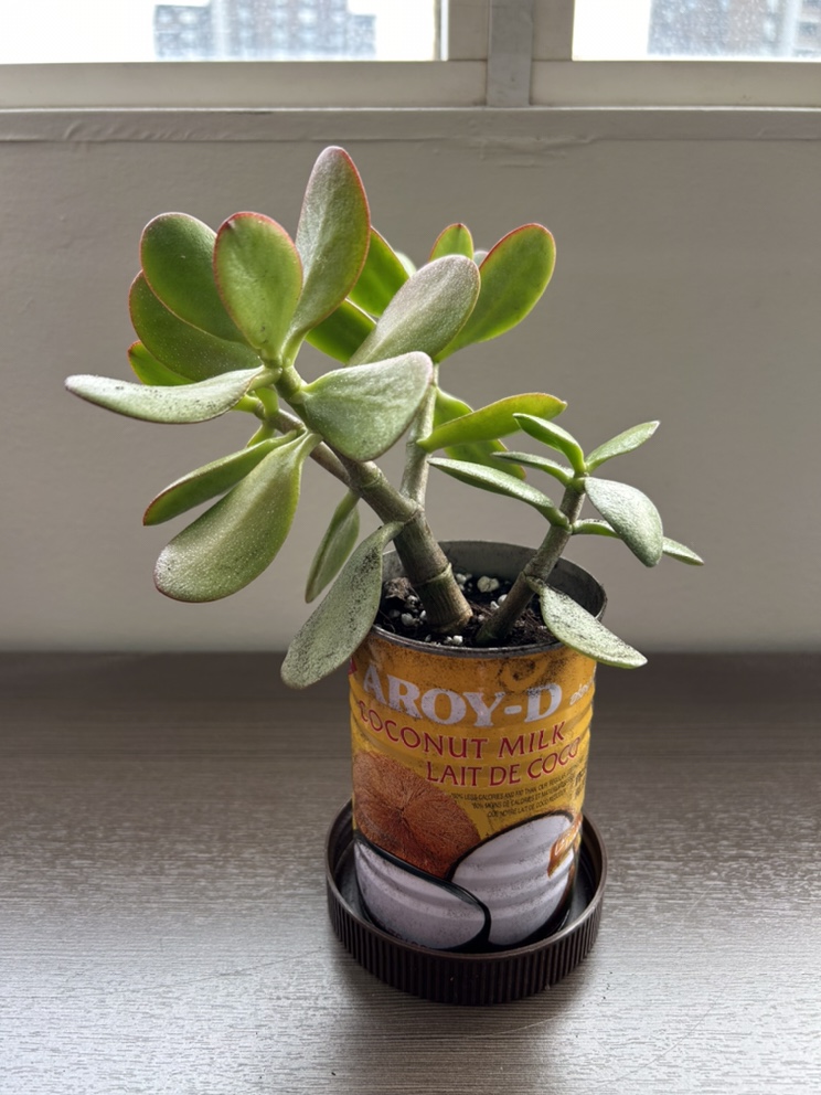 Jade Plant + FREE Succulent!