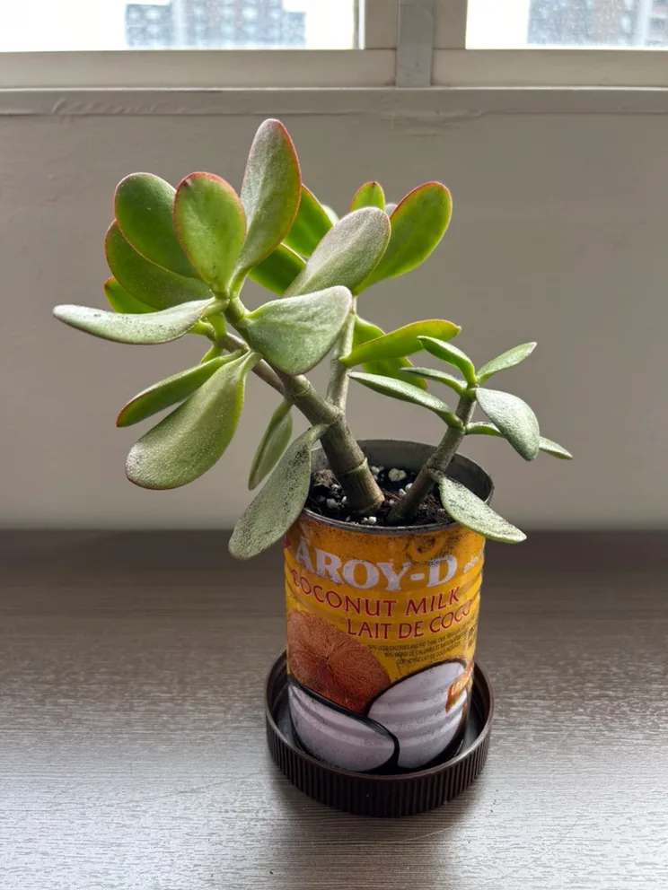 Jade Plant + FREE Succulent! thumbnail