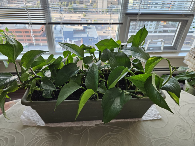 Potted Plant