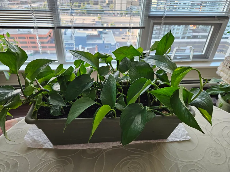 Potted Plant thumbnail
