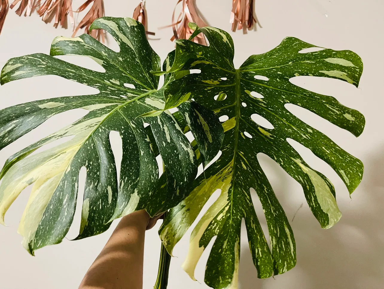 Monstera Thai Top Cutting thumbnail