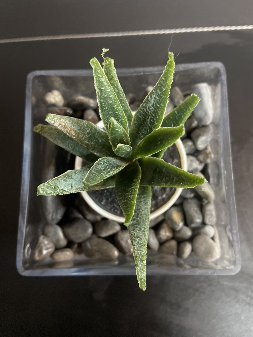 Square glass vase clear with artificial plant Believe - photo 5