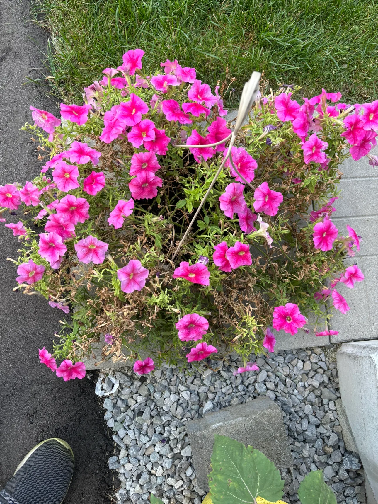 #freecycle Hanging Pink Flower Basket image indicator(3)