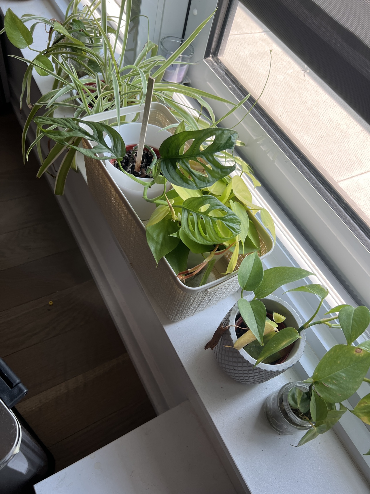 Houseplants #freecycle