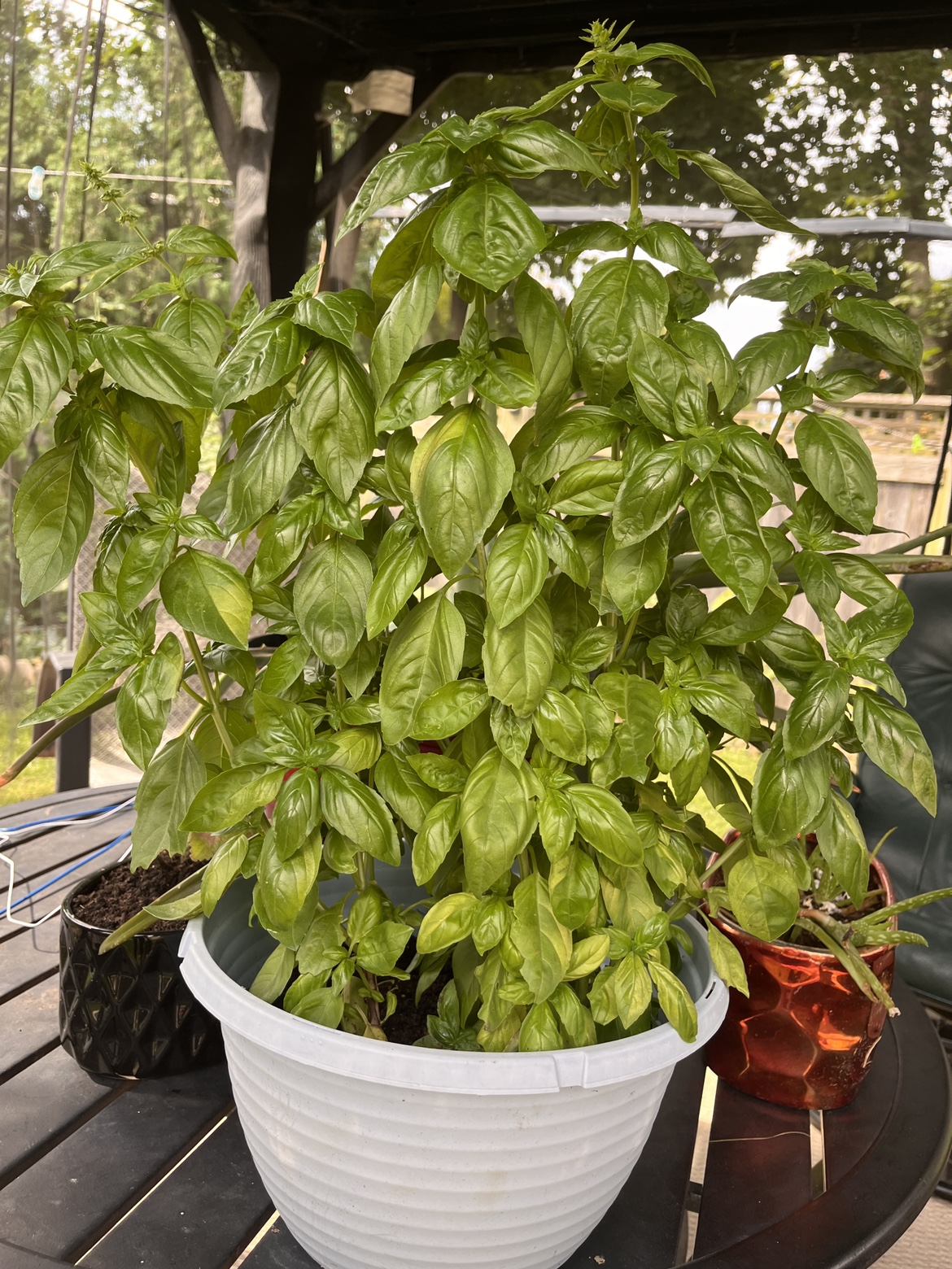 Basil Plant - photo 3