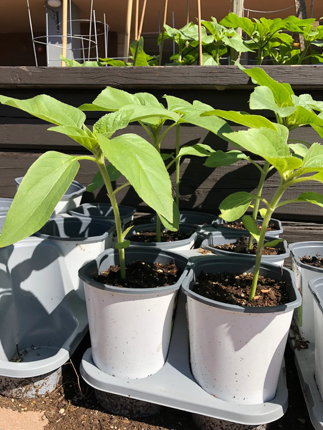 Sunflower Plants image indicator(2)