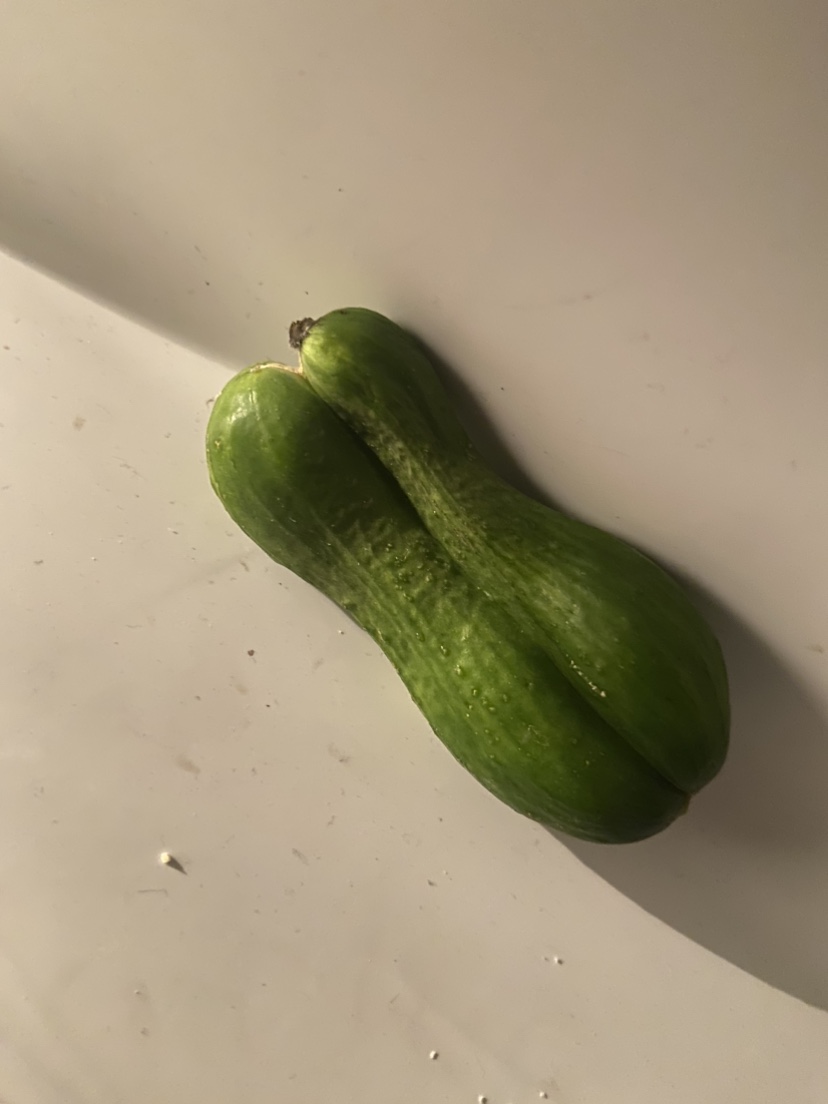 Free cucumber #freecycle