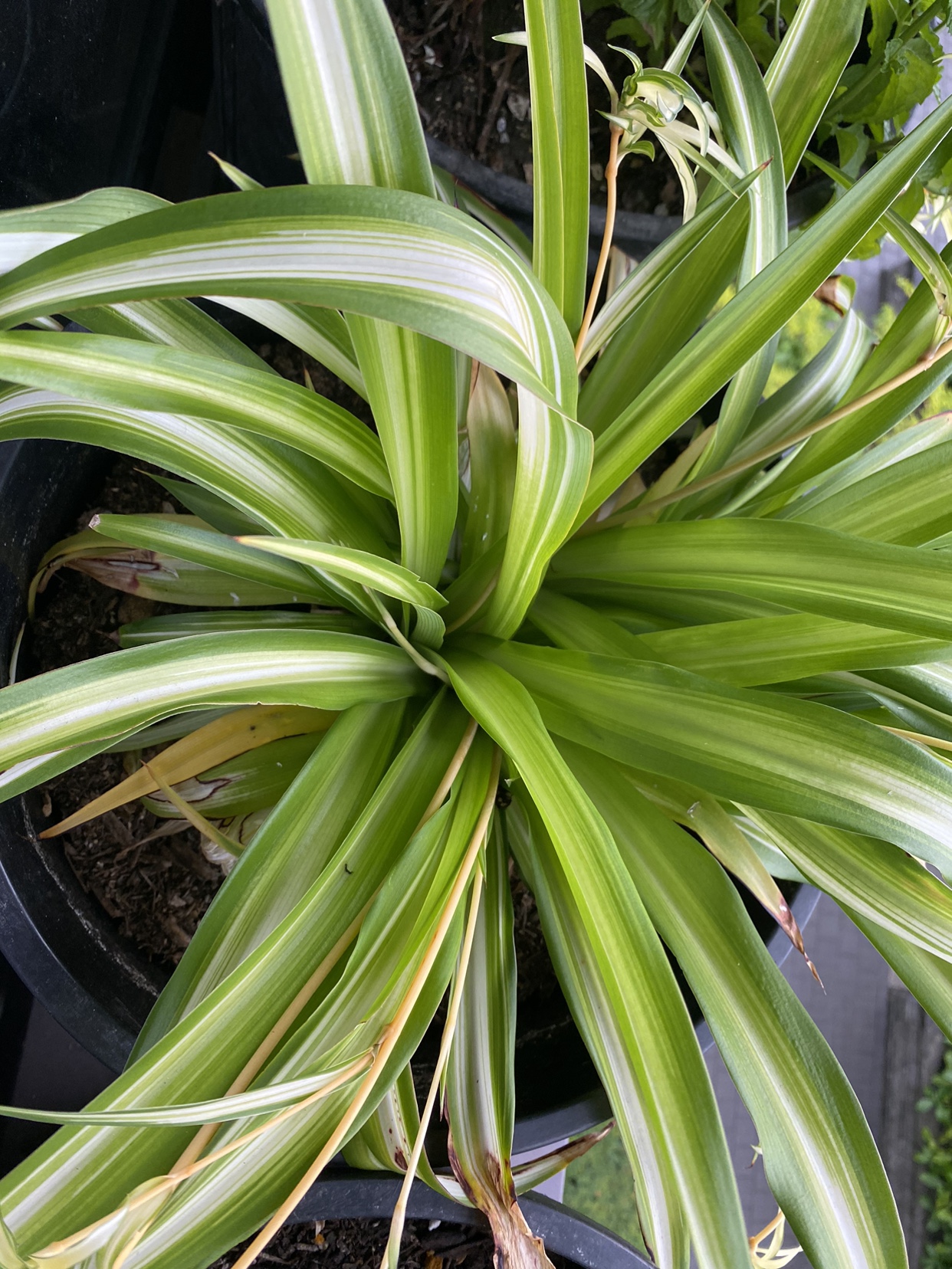 Spider Plant #freecycle