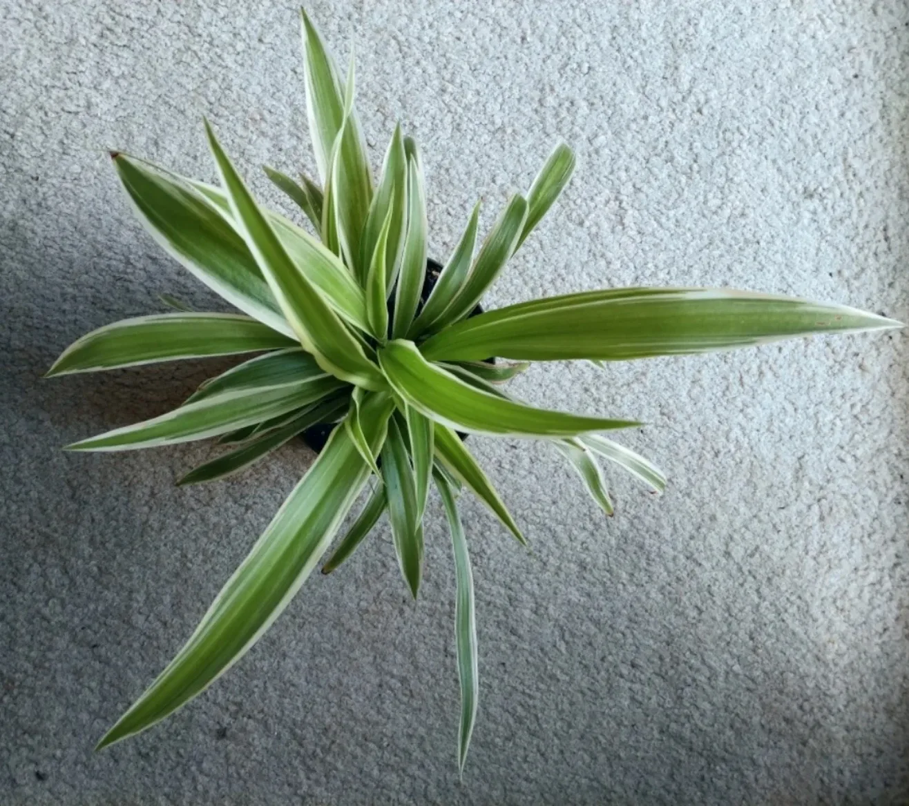 Spider Plant image indicator(2)