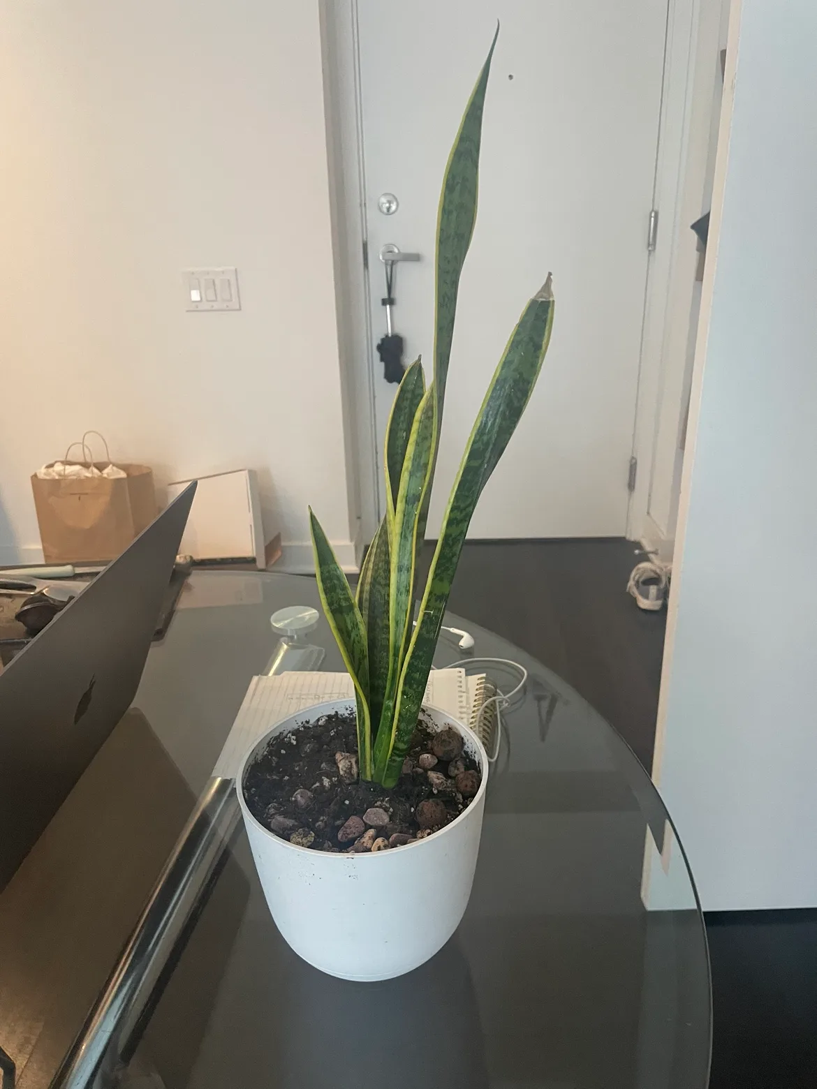 Snake Plant + pot thumbnail