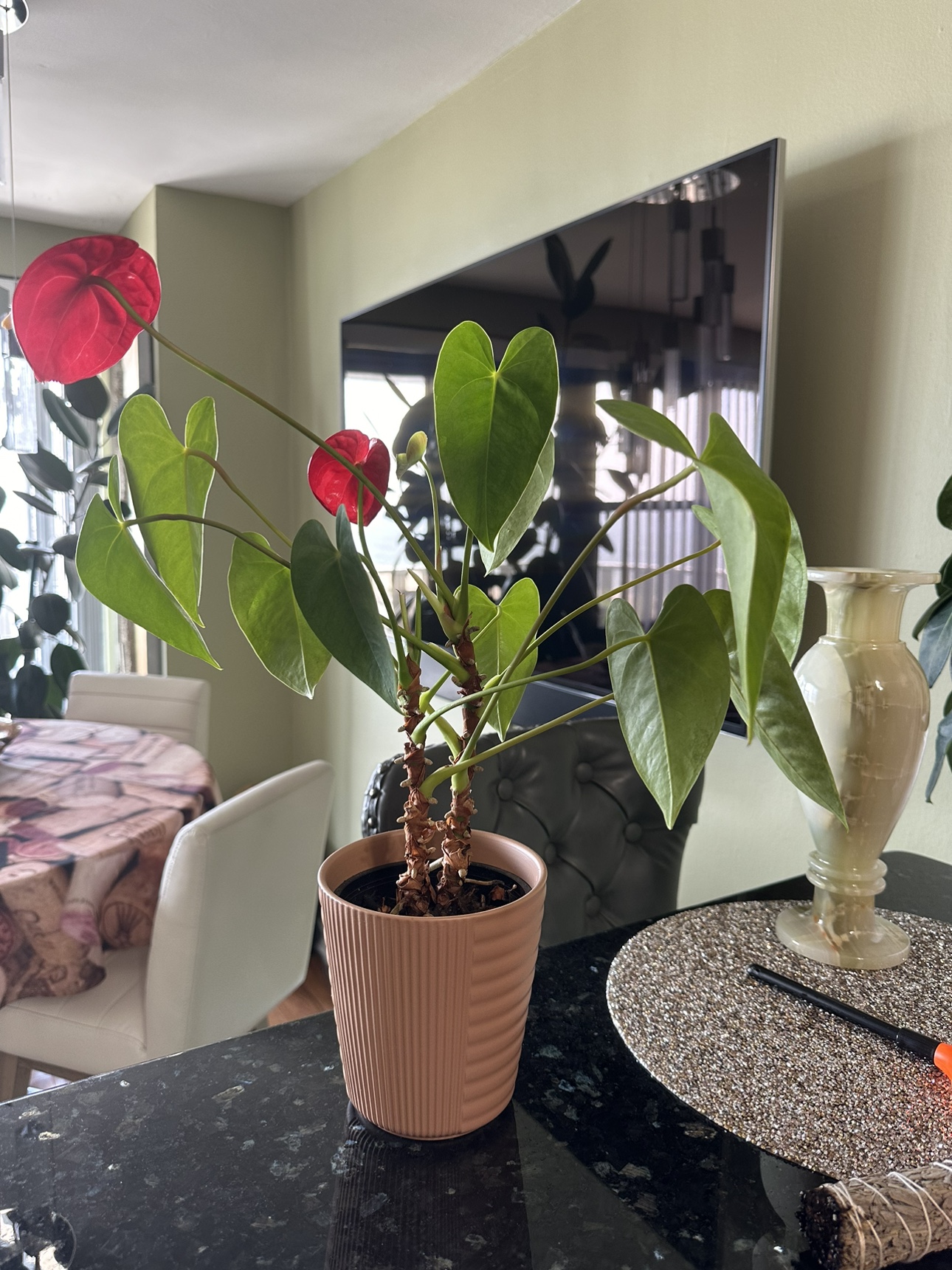 Plant