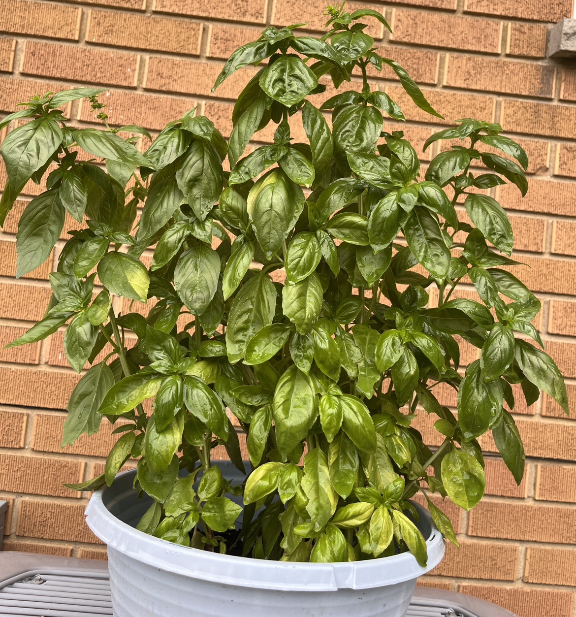 Basil Plant