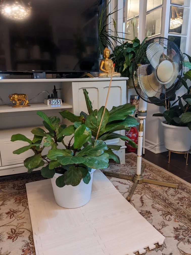 real Fiddle Leaf Fig Plant image indicator(3)