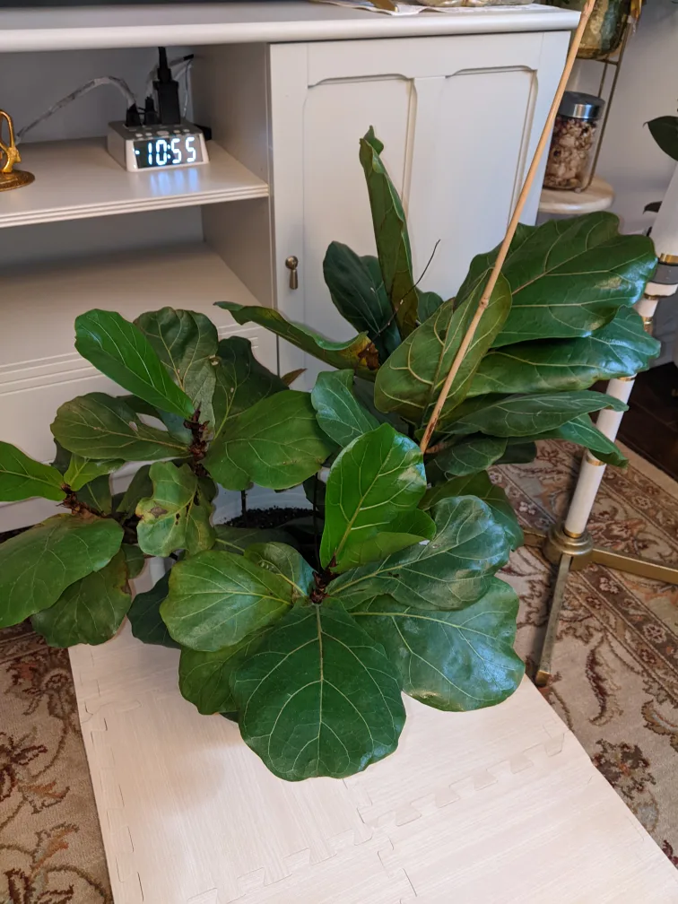 real Fiddle Leaf Fig Plant image indicator(4)