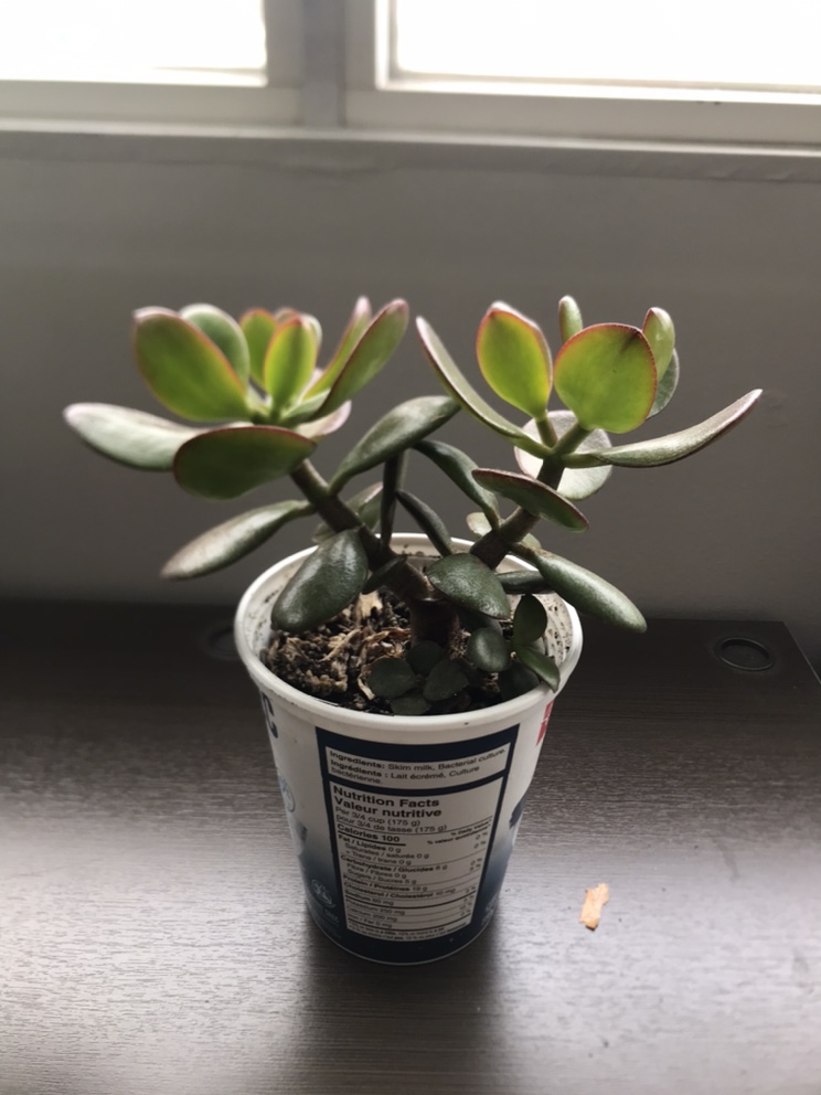 Jade Plant + FREE Succulent! - photo 3