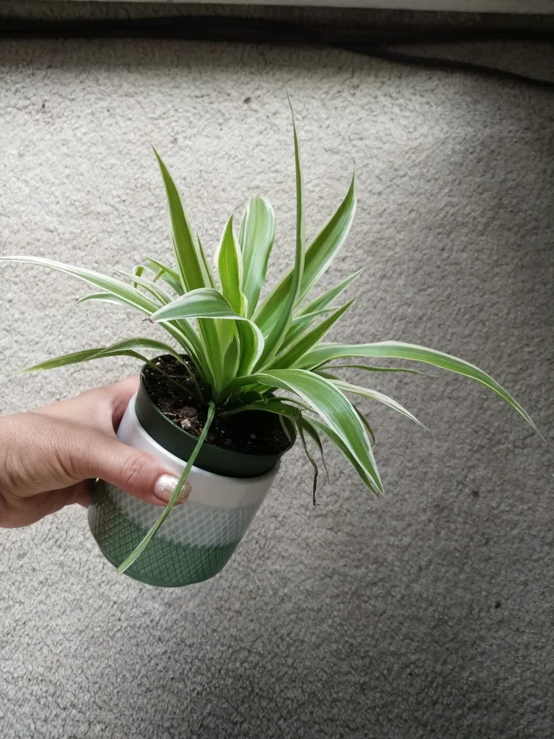 Spider Plant image indicator(3)