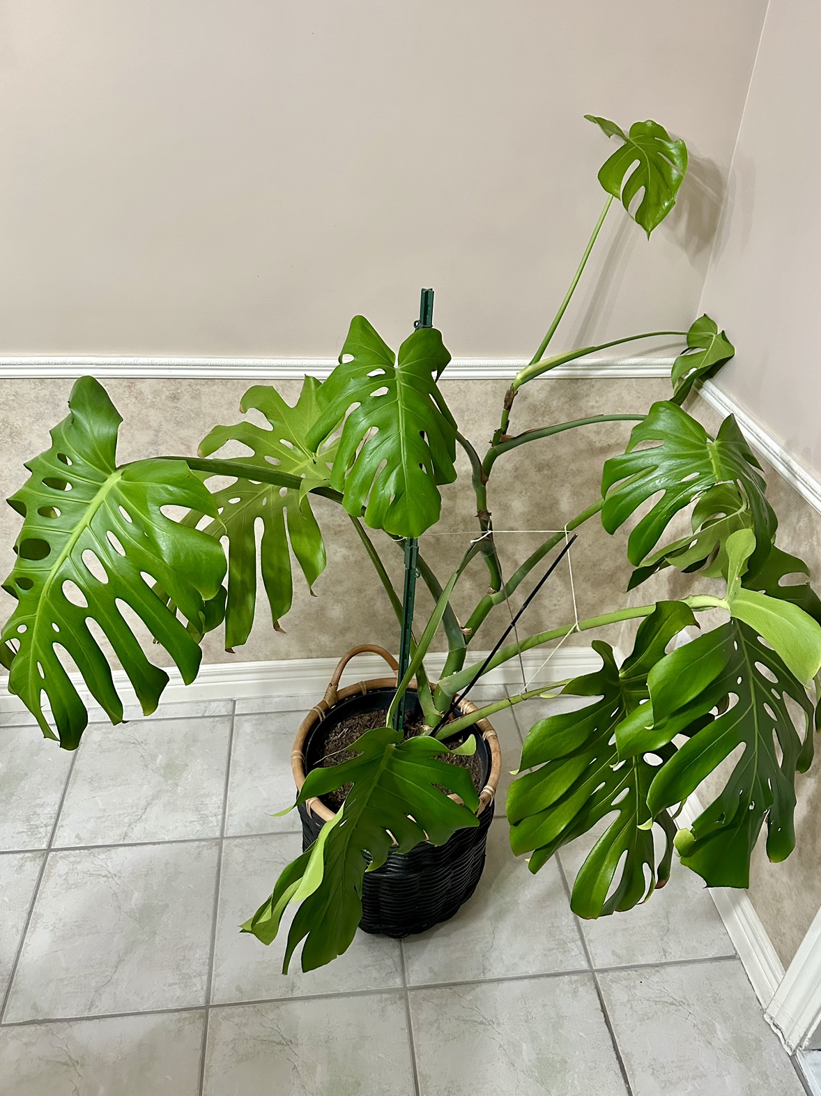 Monstera Deliciosa Plant - photo 2