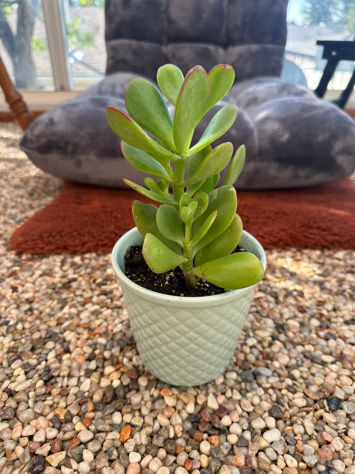 Jade plant