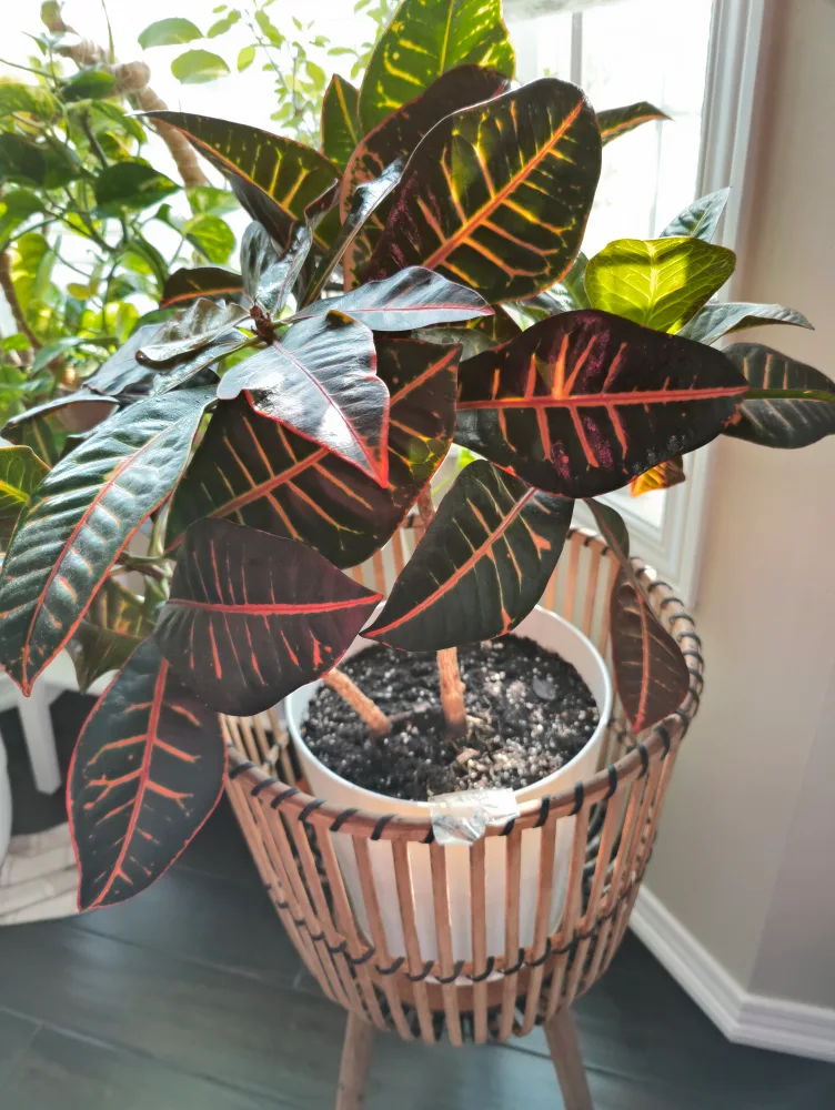 Croton Plant image indicator(3)