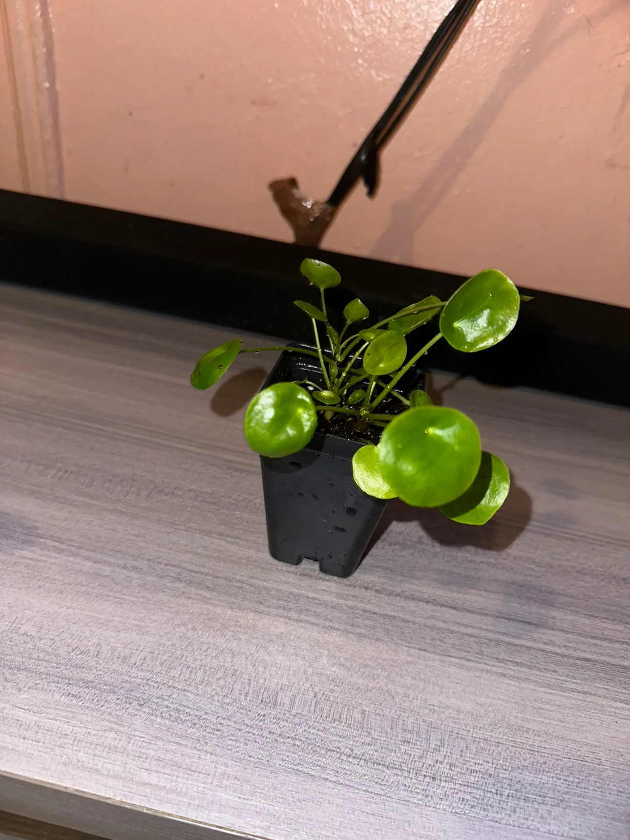 Baby Chinese Money Plant freecycle image indicator(2)