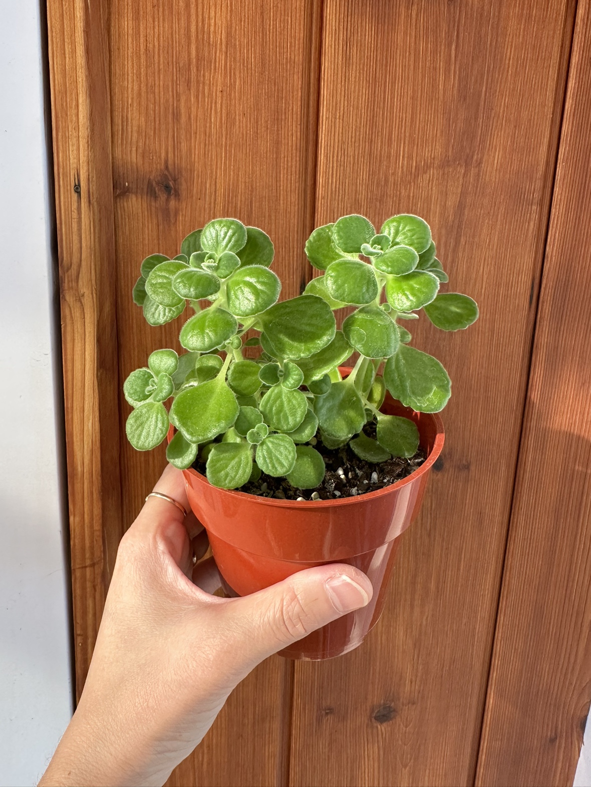 Fragrant vick's plants - Plectranthus tome toss plants - photo 2