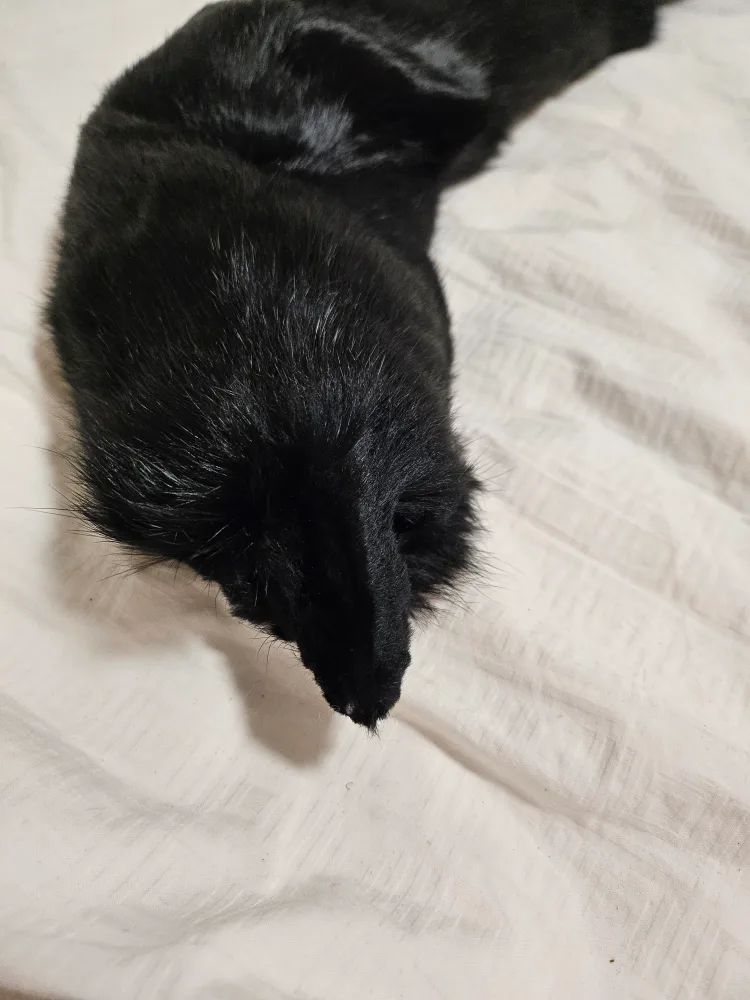 real fur mink collar image indicator(6)