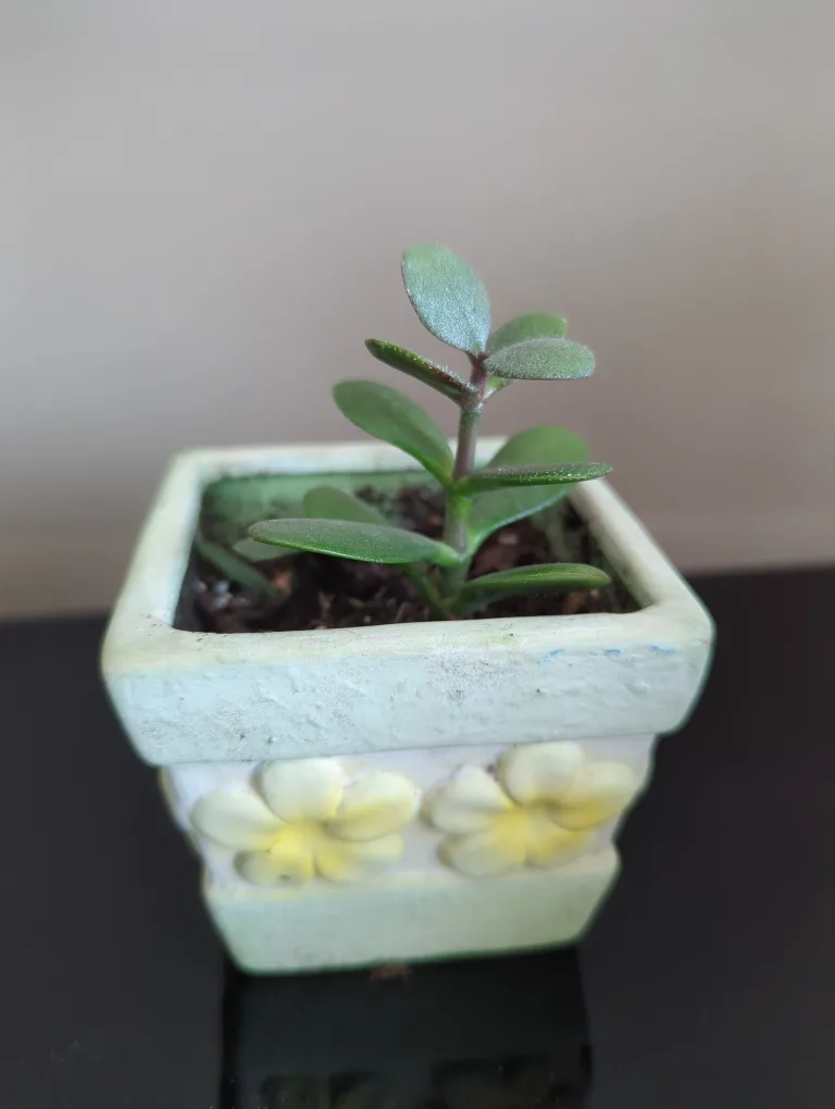 Jade Plant #4 thumbnail