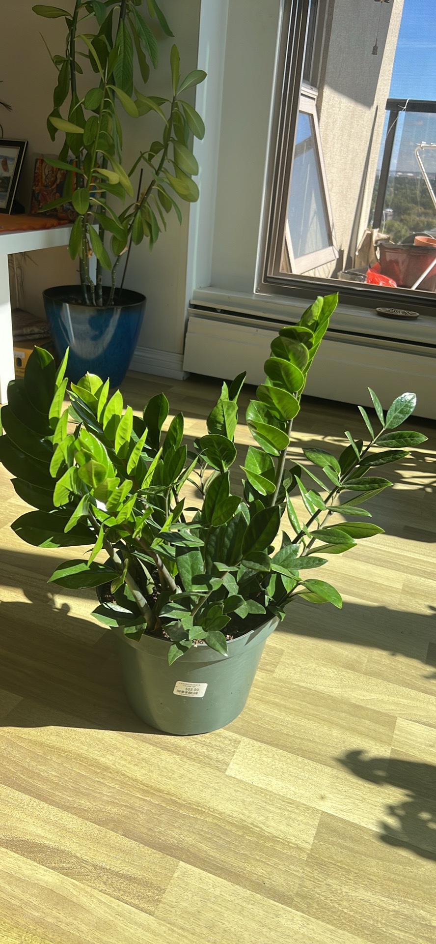 ZZ Plant - photo 2