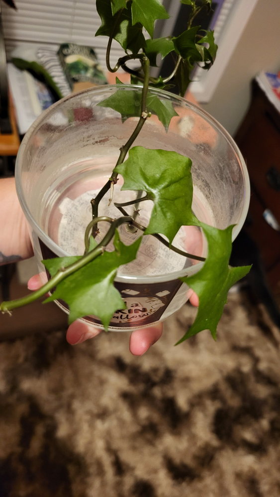 Rooted Plant Clippings LOT - photo 4