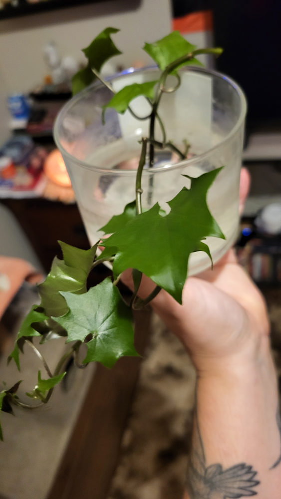 Rooted Plant Clippings LOT - photo 5