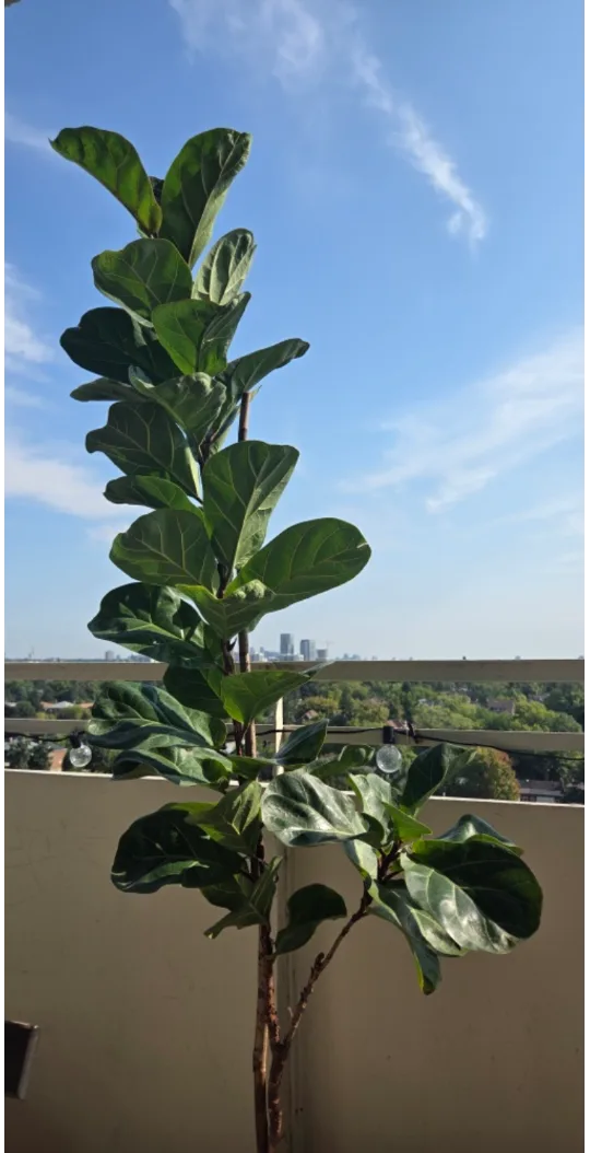 Large healthy fiddle leaf fig plant image indicator(2)
