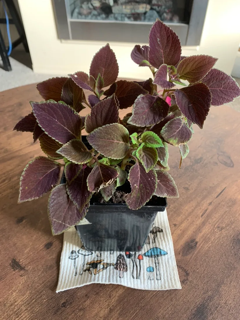 Coleus Plant 🥕 thumbnail