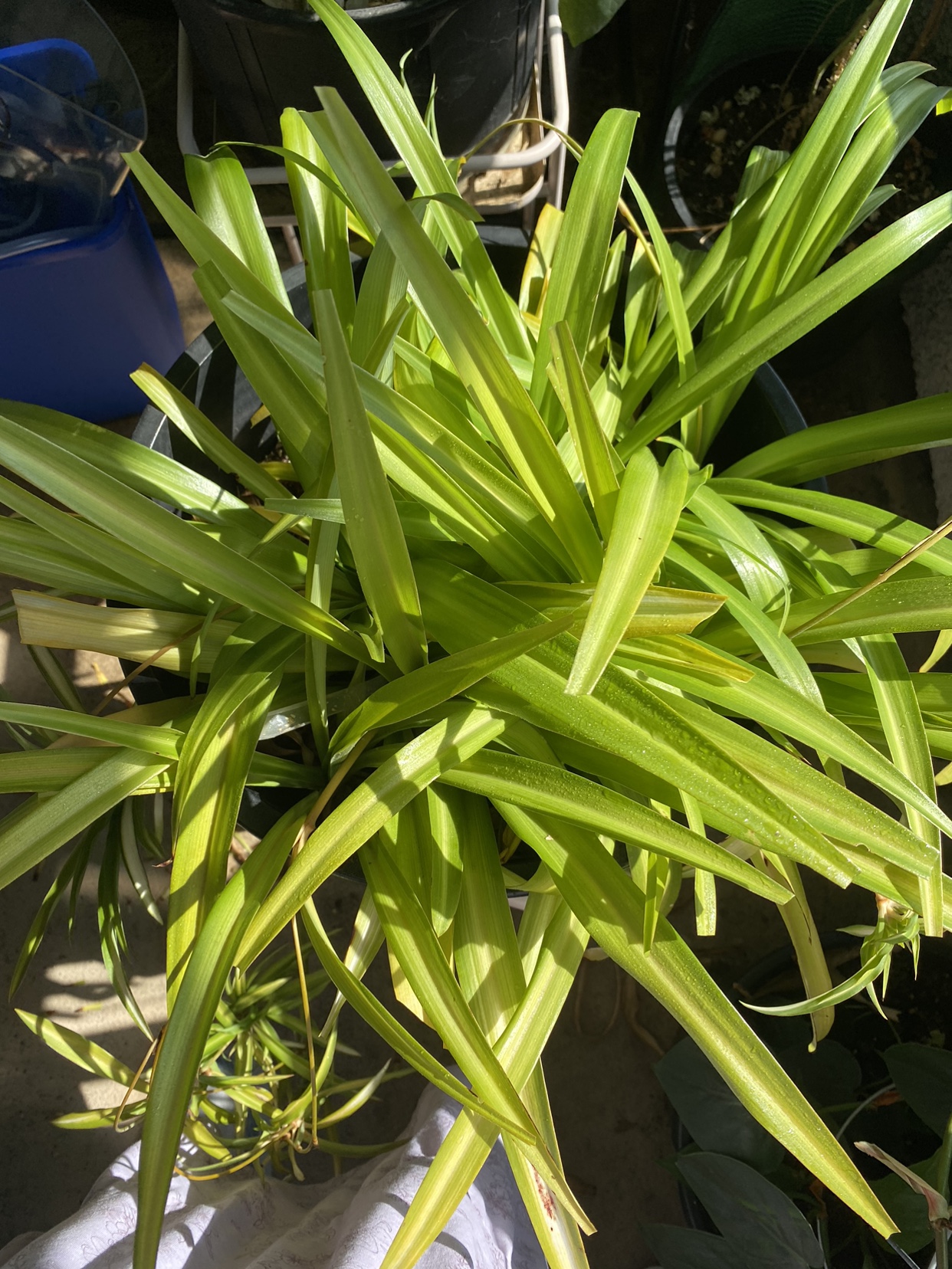 Spider Plant - photo 2