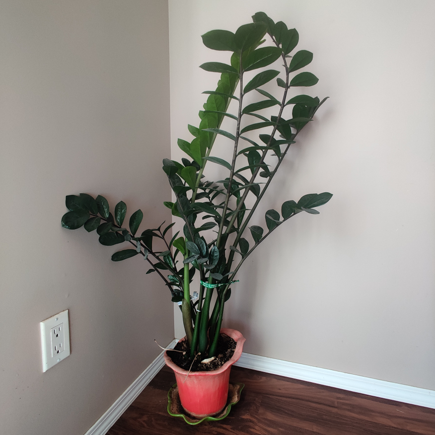 ZZ Plant