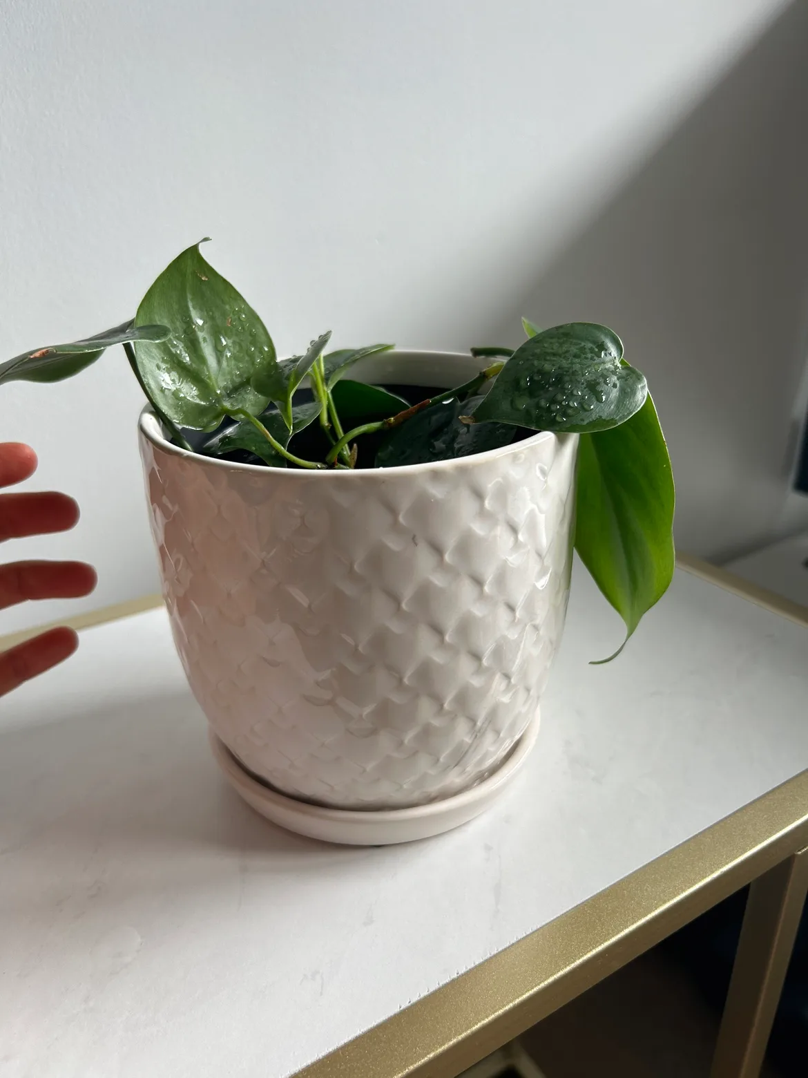 Pot Plant thumbnail