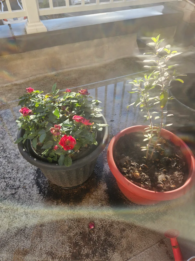 Two Potted Plants Tulsi and mini rose #freecycle thumbnail