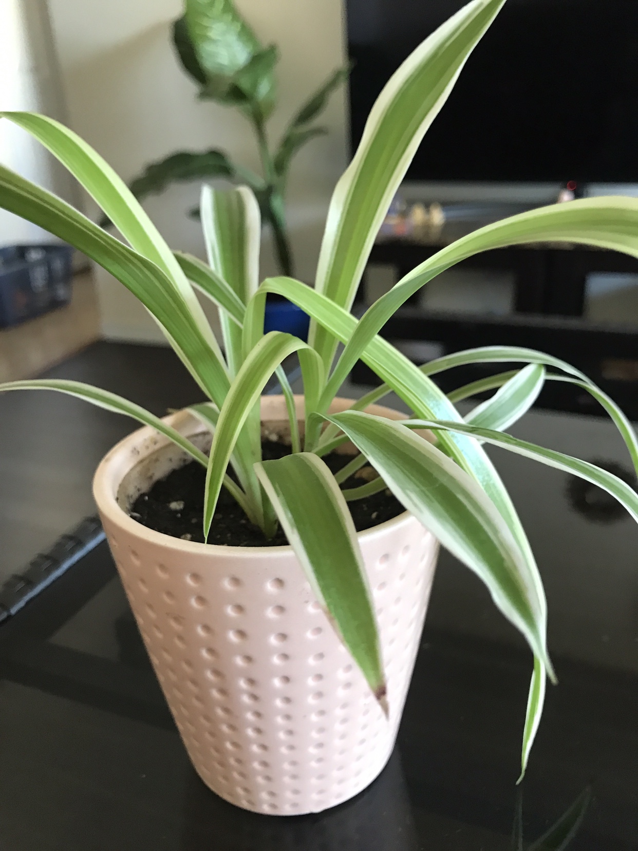 Spider Plant